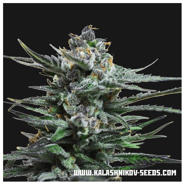 Acid Blue Auto (Kalashnikov Seeds) Feminisoidut