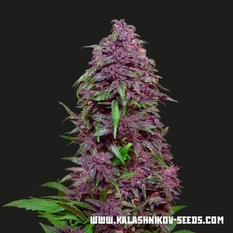 Purple Mazar Auto (Kalashnikov Seeds) feminisoidut