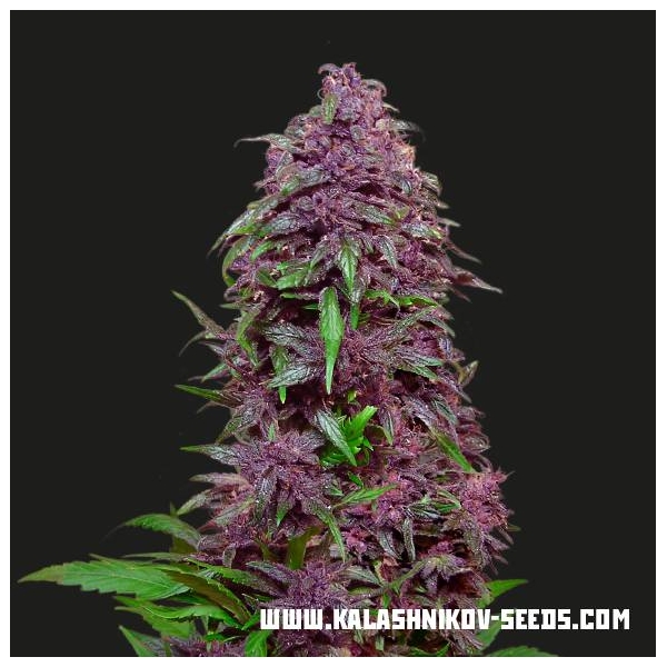 Purple Mazar Auto (Kalashnikov Seeds) Feminisoidut
