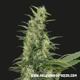 Amur Giant Auto (Kalashnikov Seeds) feminisoidut