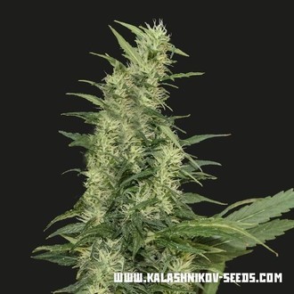 Amur Giant Auto (Kalashnikov Seeds) Feminisoidut