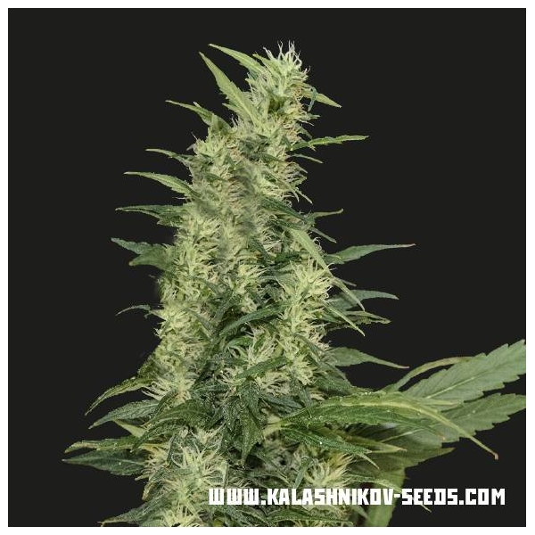 Amur Giant Auto (Kalashnikov Seeds) Feminisoidut