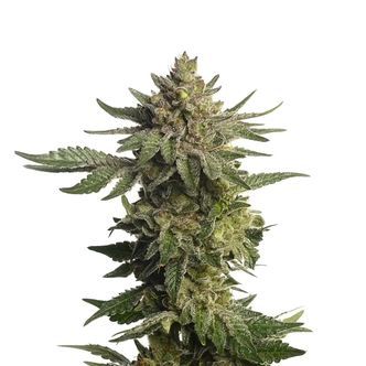 Green Magic (Amsterdam Genetics) feminisoidut