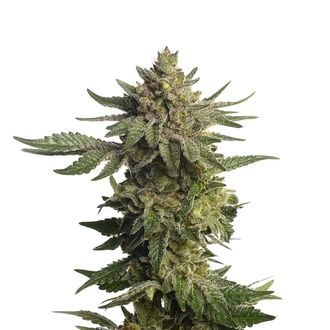 Green Magic (Amsterdam Genetics) Feminisoidut