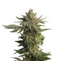 Green Magic (Amsterdam Genetics) Feminisoidut