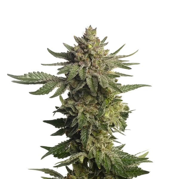 Green Magic (Amsterdam Genetics) Feminisoidut