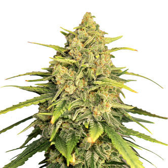Tangerine G13 (Amsterdam Genetics) feminisoidut kannabiksen siemenet