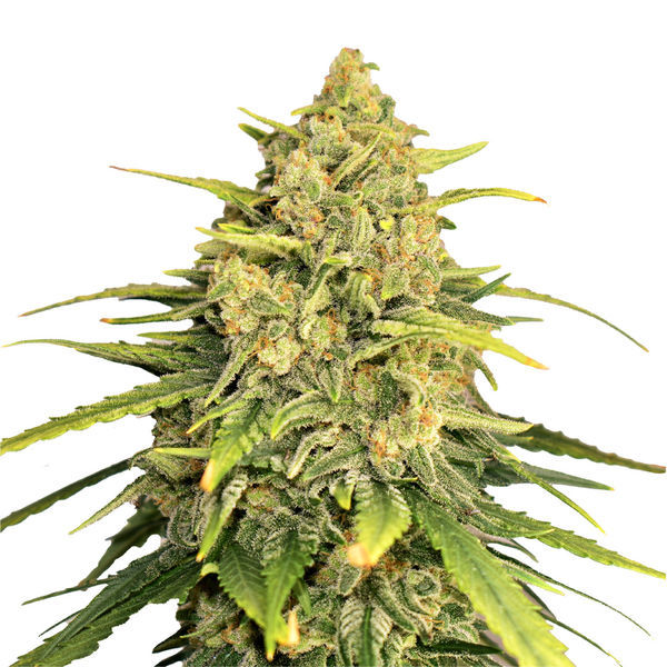 Tangerine G13 (Amsterdam Genetics) Feminisoidut