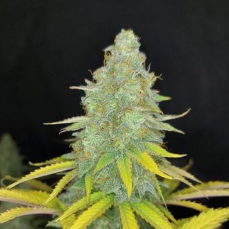 Choco Kush Auto (Amsterdam Genetics) Feminisoidut