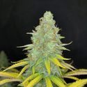 Choco Kush Auto (Amsterdam Genetics) Feminisoidut