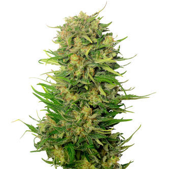 Choco Kush Auto (Amsterdam Genetics) feminisoidut kannabiksen siemenet