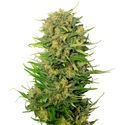 Choco Kush Auto (Amsterdam Genetics) Feminisoidut