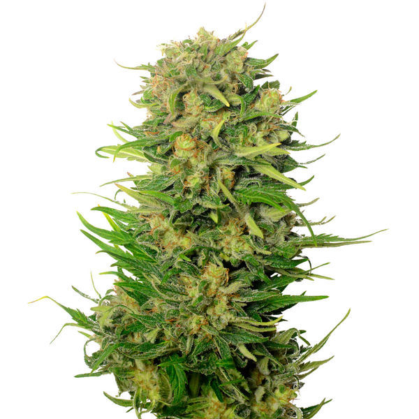 Choco Kush Auto (Amsterdam Genetics) Feminisoidut