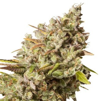 Royal Gorilla (Royal Queen Seeds) Feminisoidut