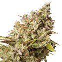 Royal Gorilla (Royal Queen Seeds) Feminisoidut