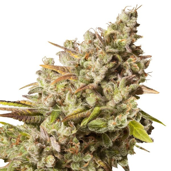 Royal Gorilla (Royal Queen Seeds) Feminisoidut