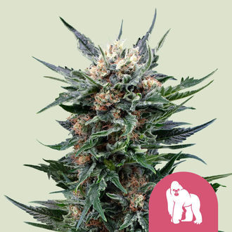 Royal Gorilla (Royal Queen Seeds) Feminisoidut