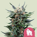 Royal Gorilla (Royal Queen Seeds) Feminisoidut