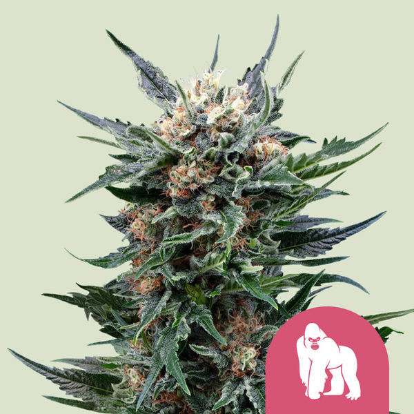 Royal Gorilla (Royal Queen Seeds) Feminisoidut