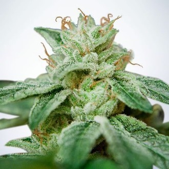 CBD Star (Ministry of Cannabis) Feminisoidut