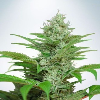 Auto CBD Star (Ministry of Cannabis) Feminisoidut