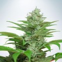 Auto CBD Star (Ministry of Cannabis) Feminisoidut