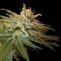 Kushberry (DNA Genetics) Feminisoidut