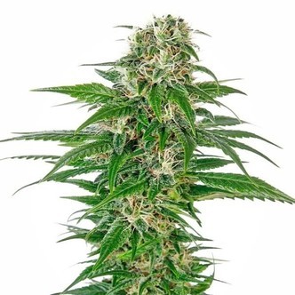 Early Skunk Automatic (Sensi Seeds) feminisoitu