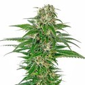 Early Skunk Autoflower (Sensi Seeds) Feminisoidut
