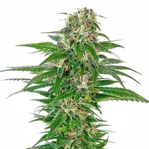 Early Skunk Autoflower (Sensi Seeds) Feminisoidut