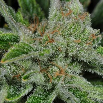 Ghost Train Haze 1 (Rare Dankness) feminisoidut/tavalliset