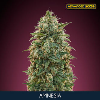 Amnesia (Advanced Seeds) feminisoidut kannabiksen siemenet