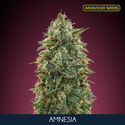 Amnesia (Advanced Seeds) Feminisoidut