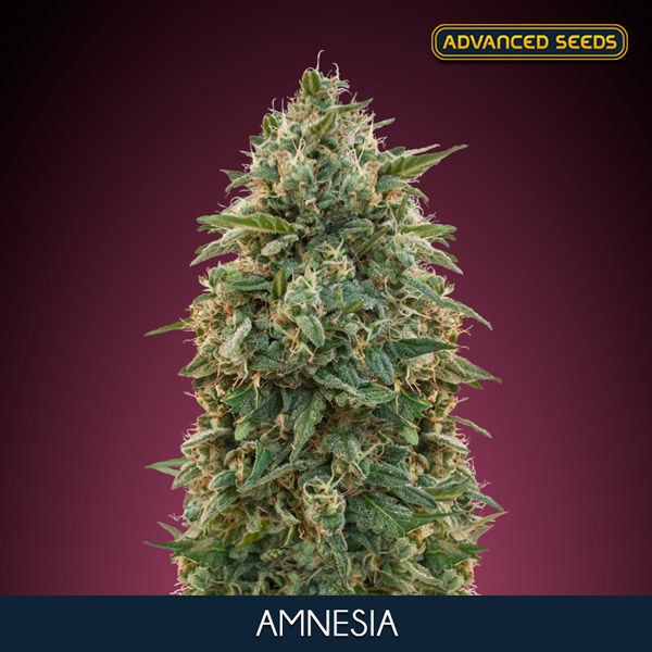 Amnesia (Advanced Seeds) Feminisoidut