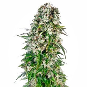 Big Bud Automatic (Sensi Seeds) feminisoidut