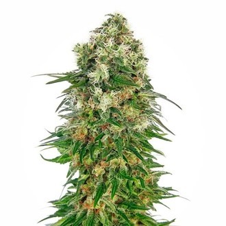 Shiva Skunk Autoflower (Sensi Seeds) Feminisoidut
