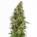 Afghani 1 Autoflower (Sensi Seeds) Feminisoidut