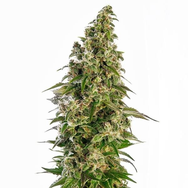 Afghani 1 Autoflower (Sensi Seeds) Feminisoidut