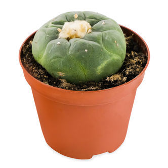 Lophophora decipiens -peyote