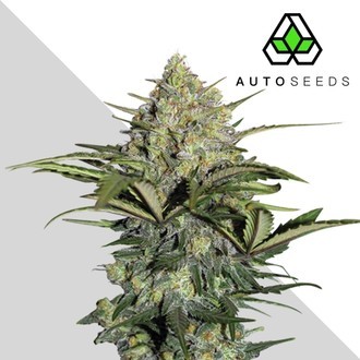 GG#4 Auto (Auto Seeds) Feminisoidut