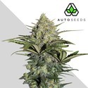 GG#4 Auto (Auto Seeds) Feminisoidut