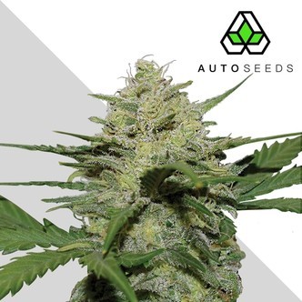 Girl Scout Cookies (Auto Seeds) feminisoidut