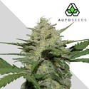 Girl Scout Cookies (Auto Seeds) Feminisoidut
