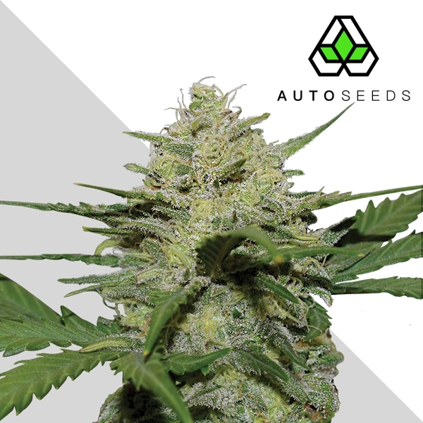 Girl Scout Cookies (Auto Seeds) Feminisoidut