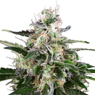 White Skunk Automatic (White Label) feminisoidut
