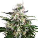 White Skunk Autoflower (White Label) Feminisoidut