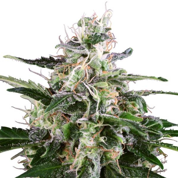 White Skunk Autoflower (White Label) Feminisoidut