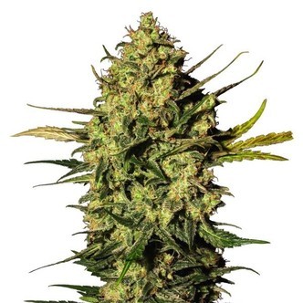 Master Kush Automatic (White Label) Feminisoidut