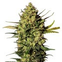 Master Kush Autoflower (White Label) Feminisoidut