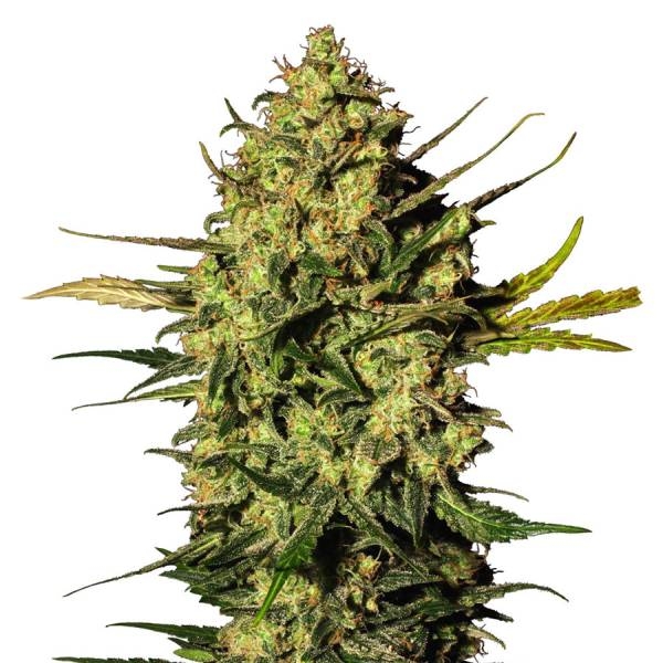 Master Kush Autoflower (White Label) Feminisoidut